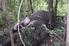 Wild elephant kills police officer in Dak Lak